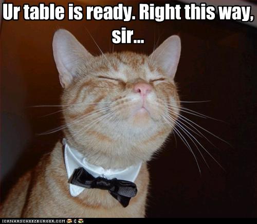 funny-pictures-cat-is-a-waiter.jpg