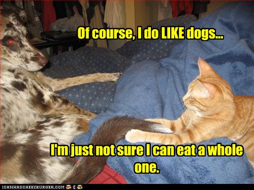 funny-pictures-cat-likes-dogs1.jpg