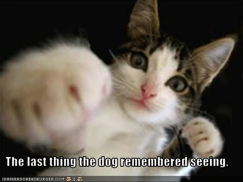 funny-pictures-cat-punches-the-dog.jpg