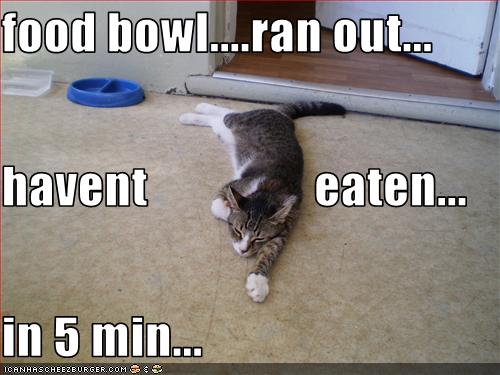 funny-pictures-your-cat-is-starving-from-not-eating-for-five-minutes.jpg