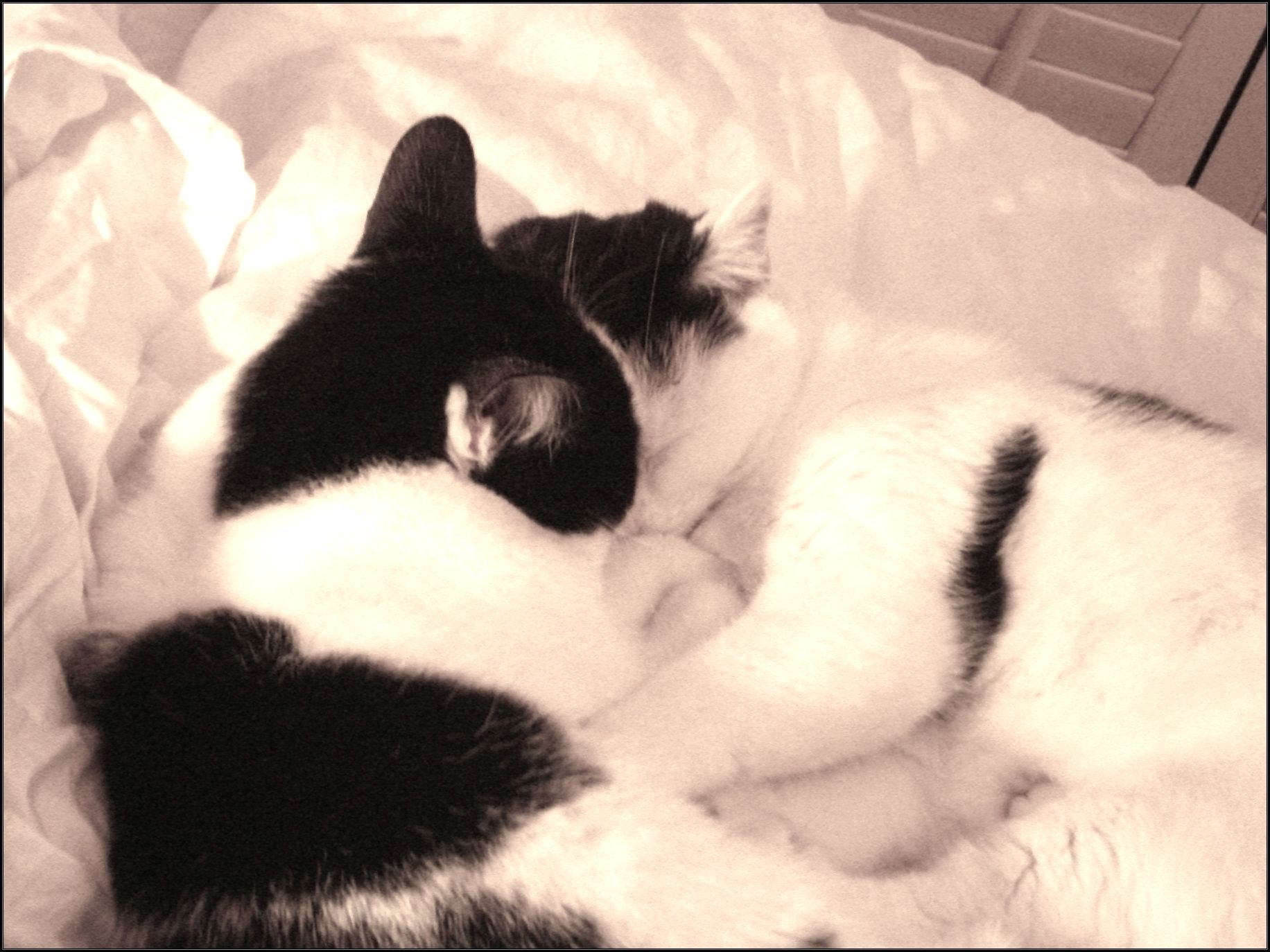 Fuzzy and Pierre cuddling.JPG