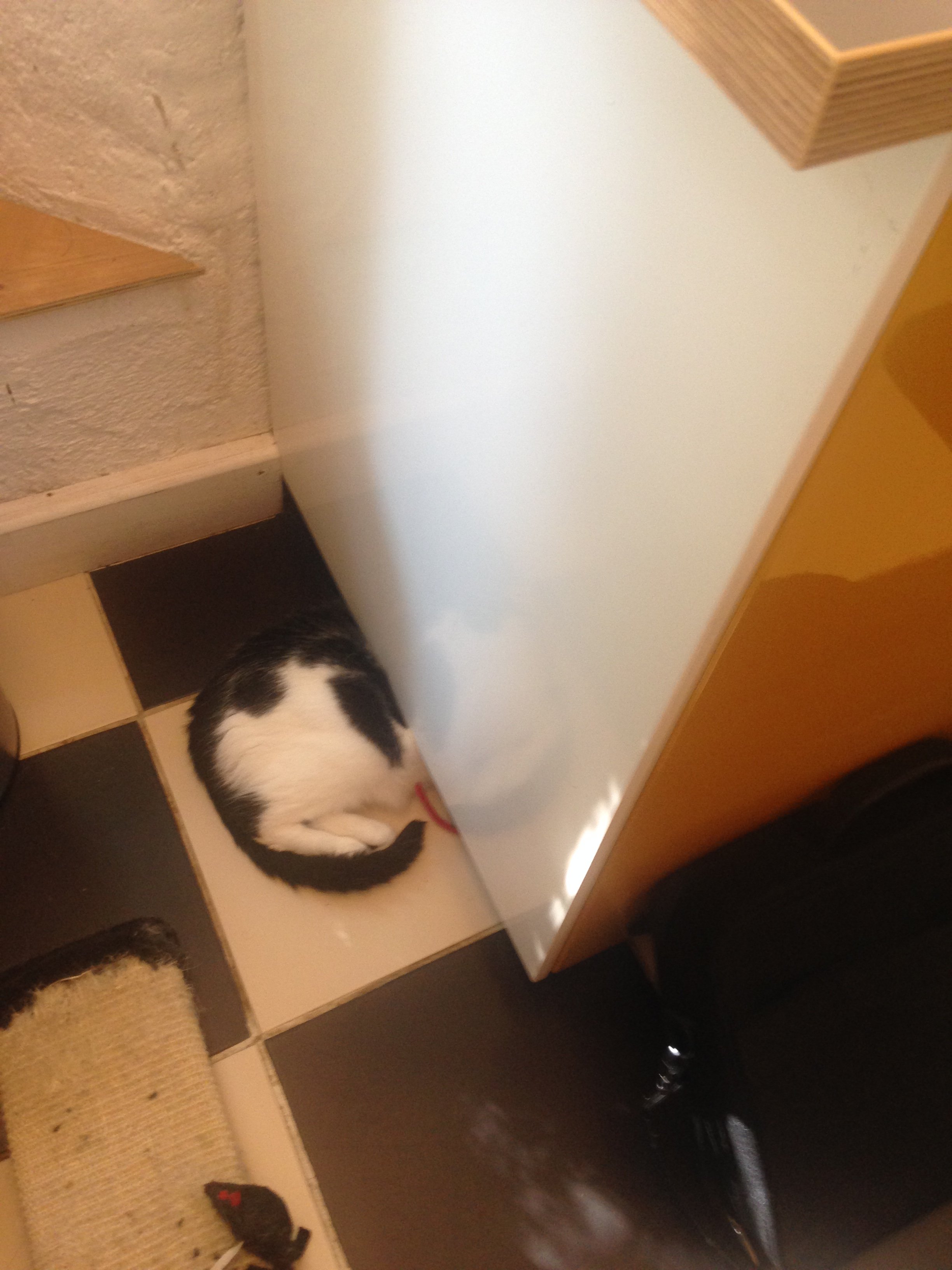 Fuzzy under sink.JPG