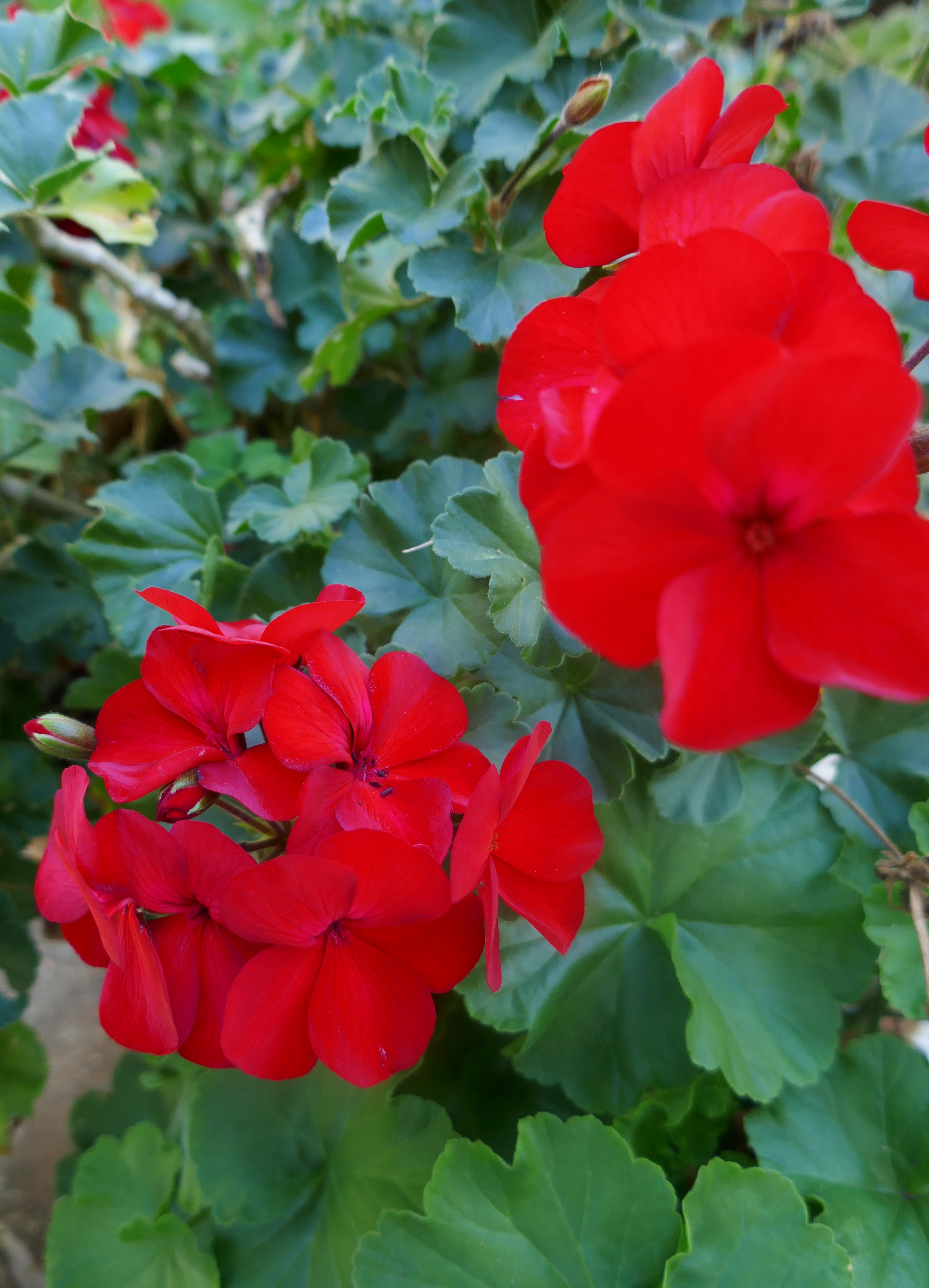 geranium red.JPG