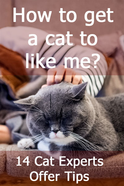 14 Cat Experts Reveal: how to get a cat to like me