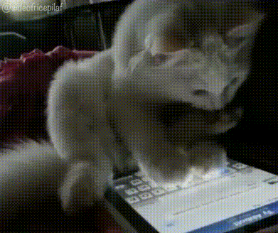 gif-cat-tablet.gif