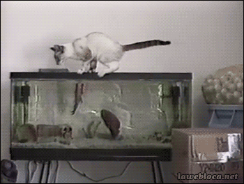 gif_of_cat_freaked_out_by_fish.gif