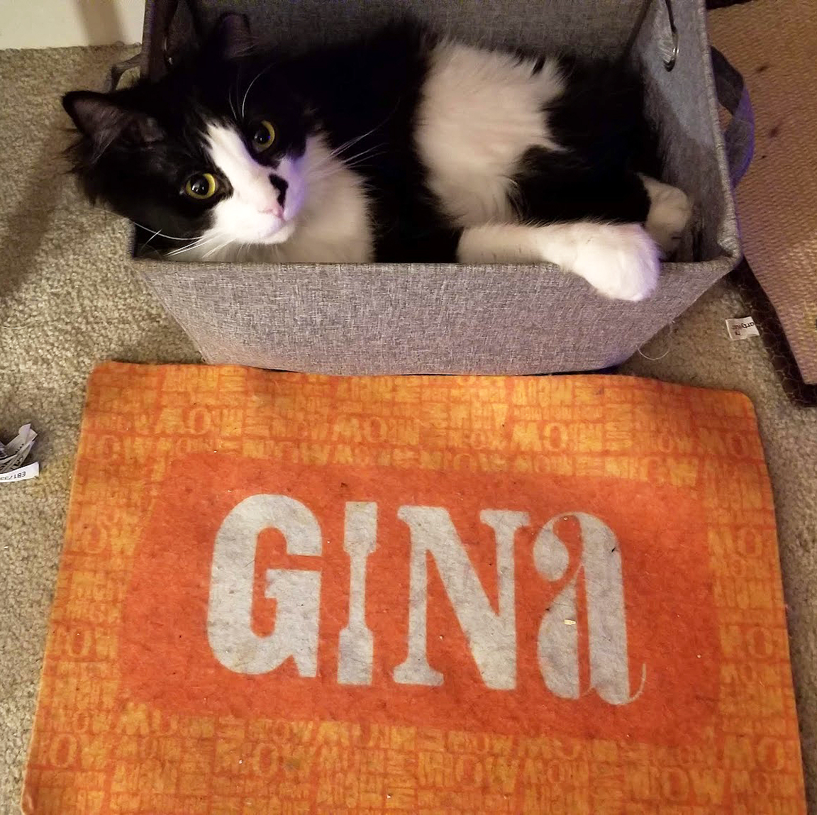 Gina-Bin1.jpg