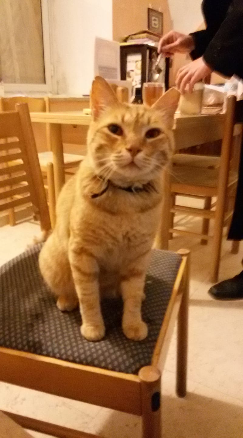 ginge on a chair.jpg