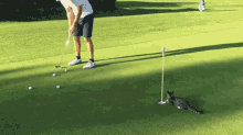 golf-cat.gif
