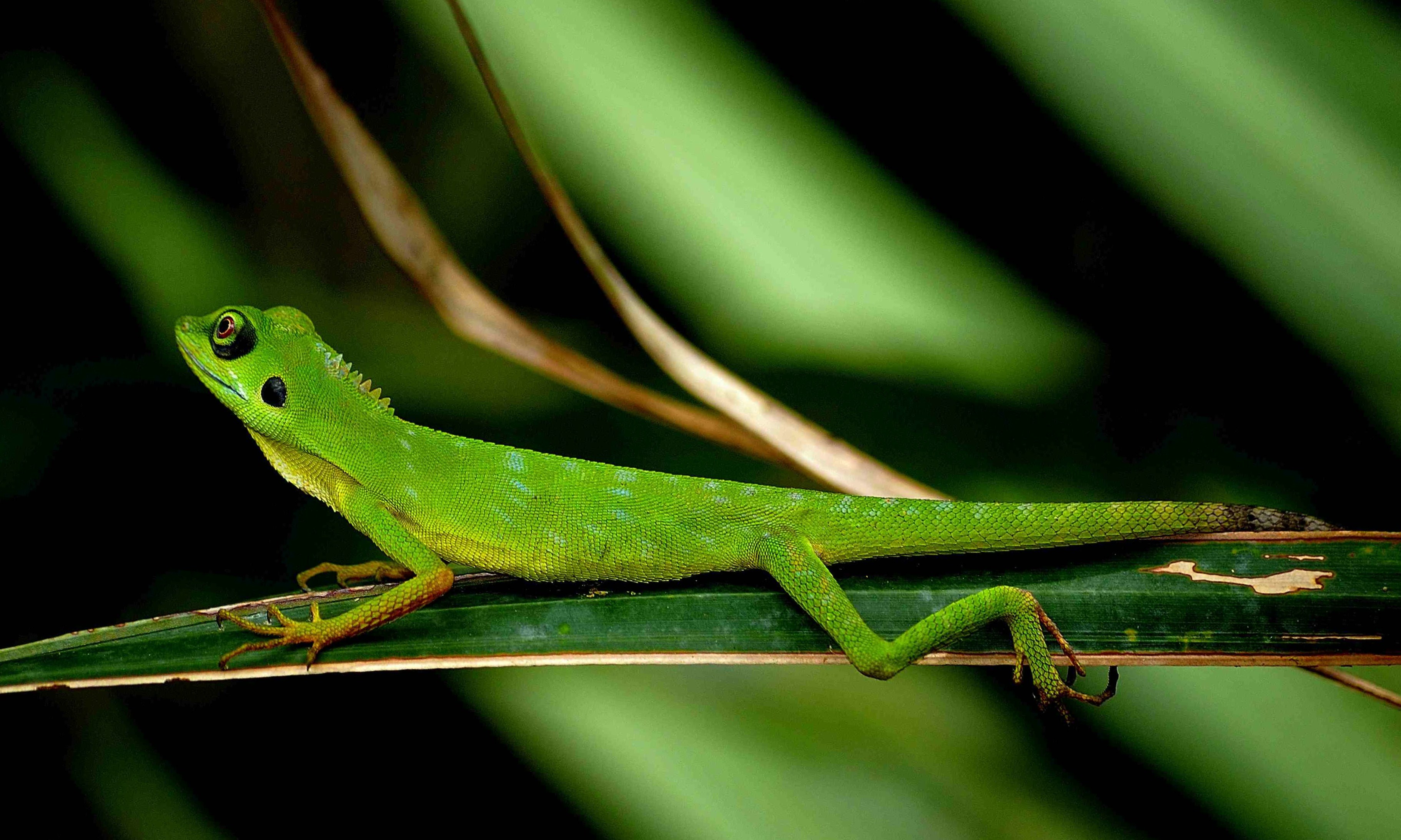 Green-crested Lizard 20090509__DSC3003.JPG