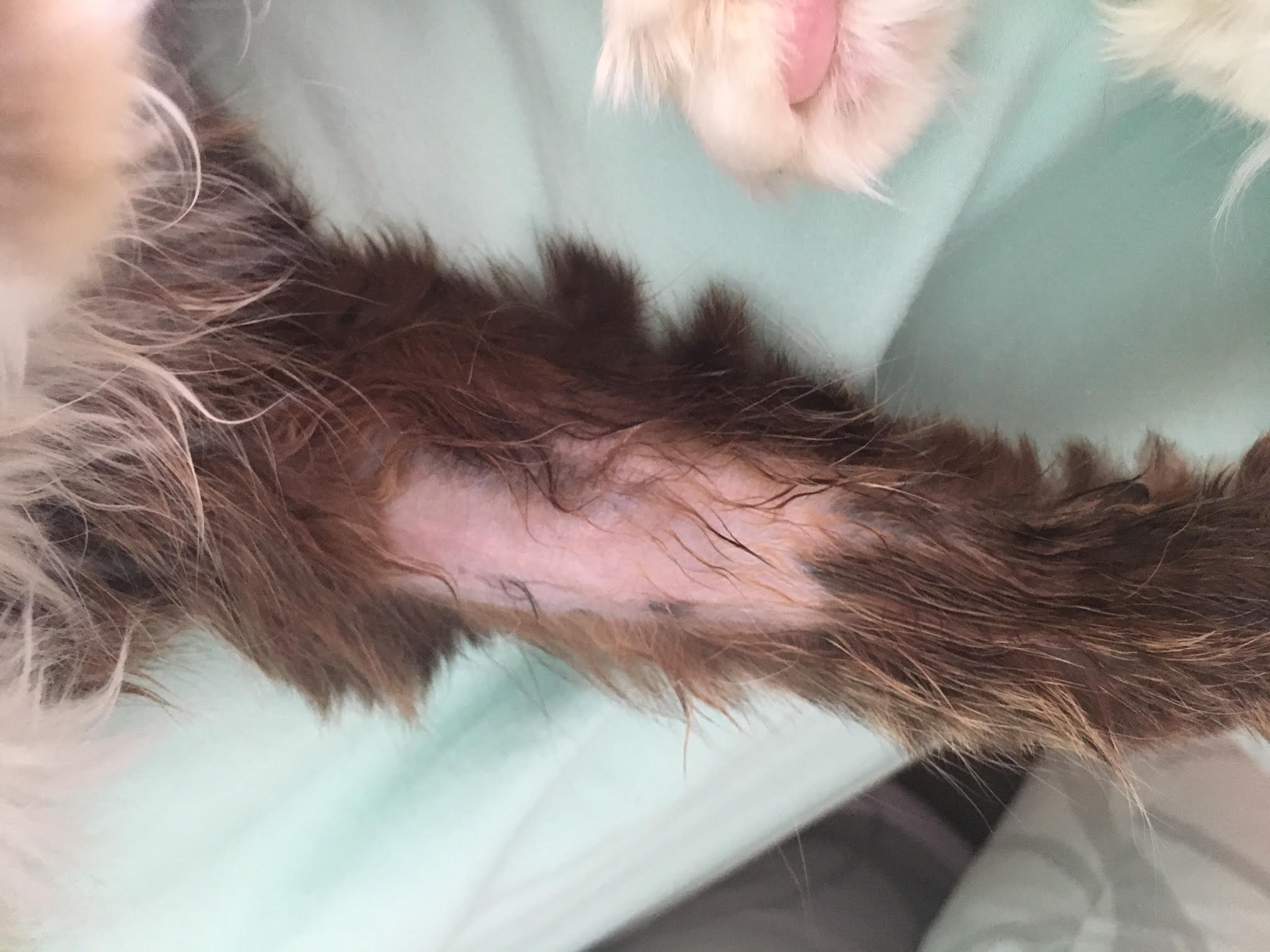 Hair Loss On Front Paws TheCatSite