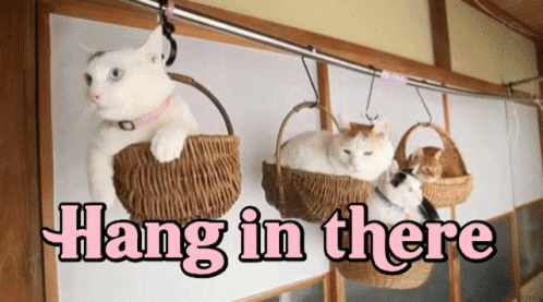 hang-in-there-cats.gif