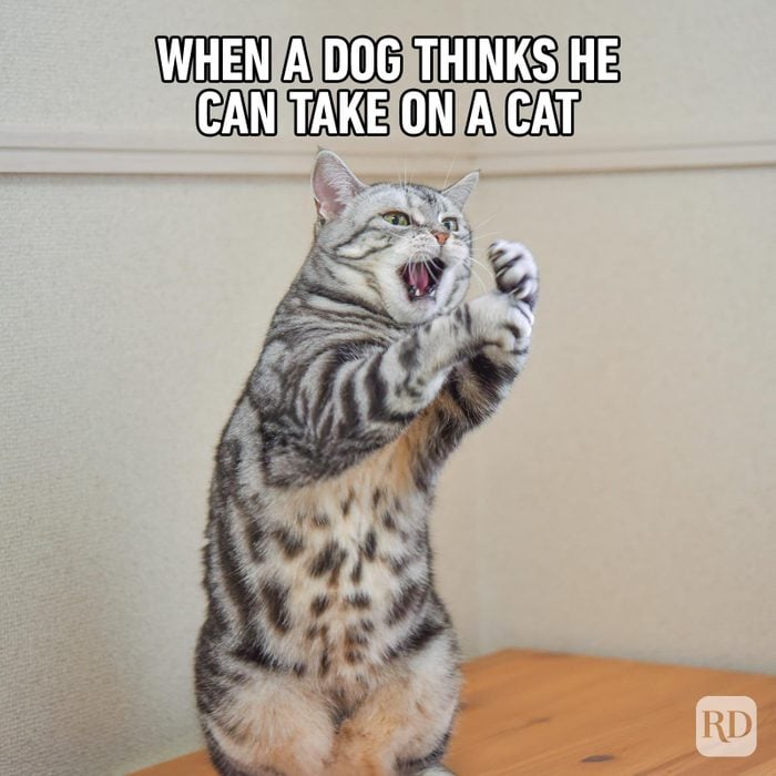 Hilarious-Cat-Memes-2.jpg