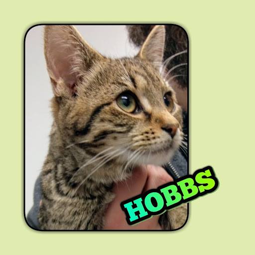 Hobbs adopted.jpg