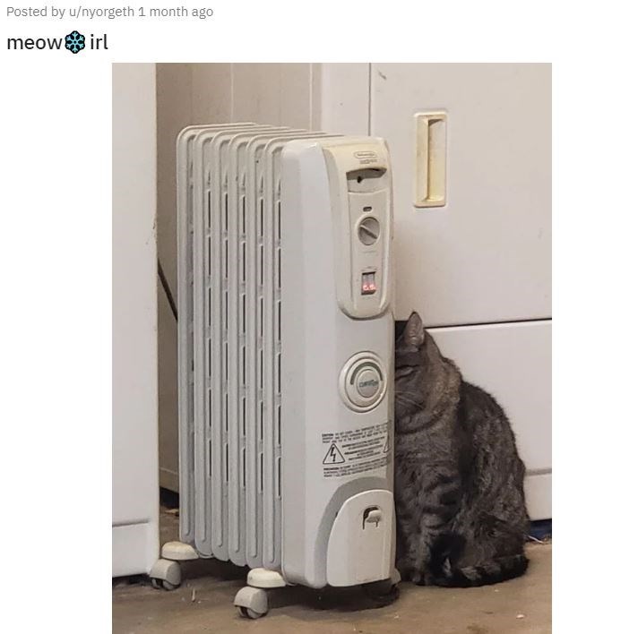 home-appliance-posted-by-unyorgeth-1-month-ago-irl-meow.jpg