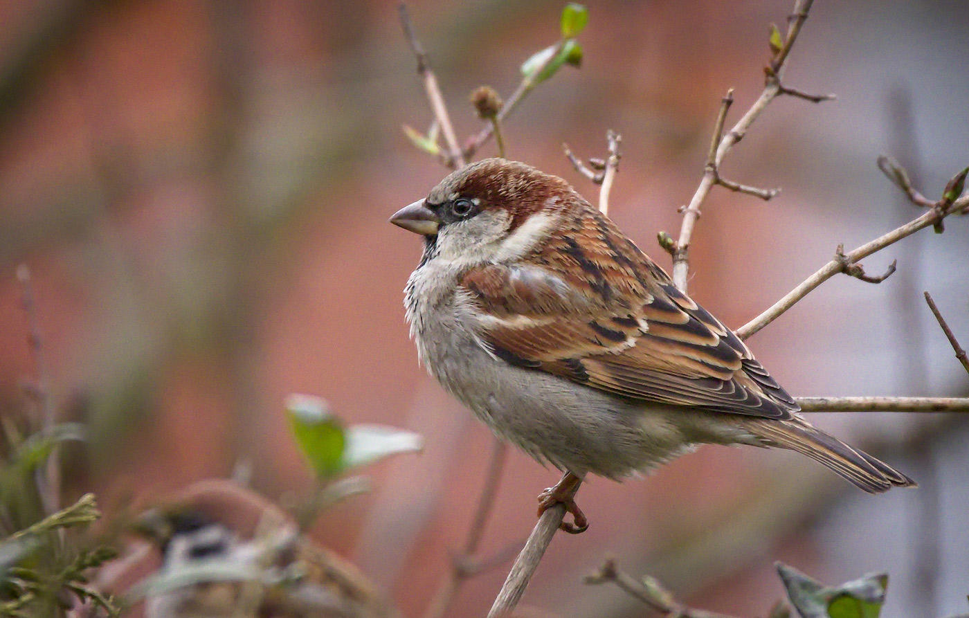 house-sparrow_001_winter_poland_hederabaltica_flickrccby-sa-2.0_adult-male.jpg