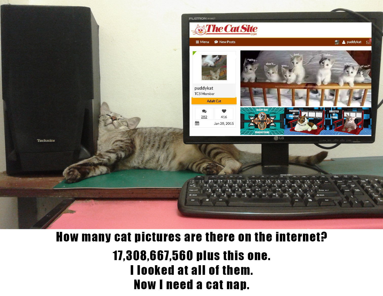 how many cats.jpg