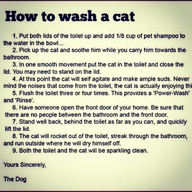 how to wash cat.jpg