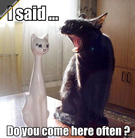 i-said-do-you-come-here-often-funny-cat.jpg