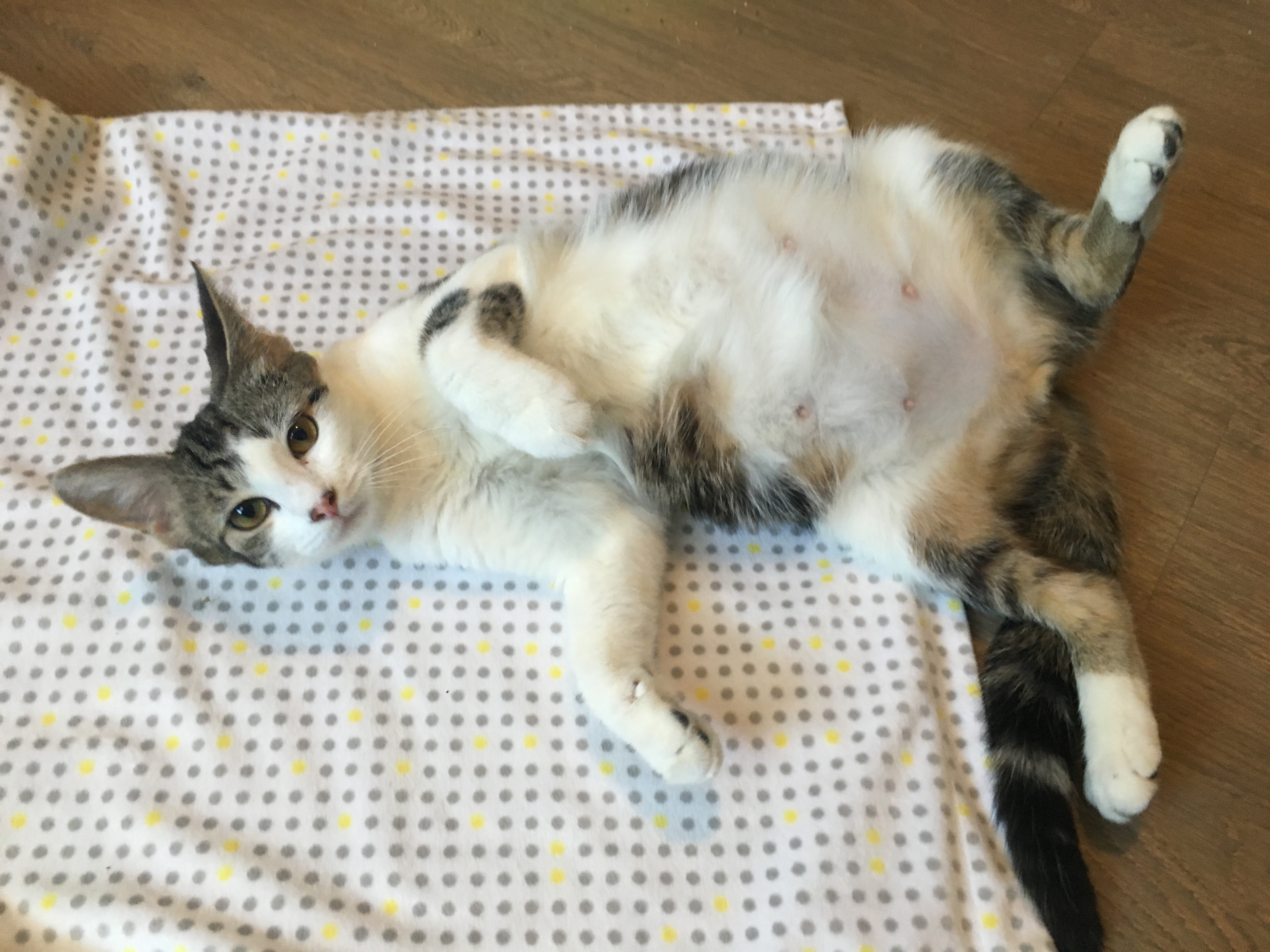 7 Weeks Pregnant Cat Vomiting Undigested Food TheCatSite
