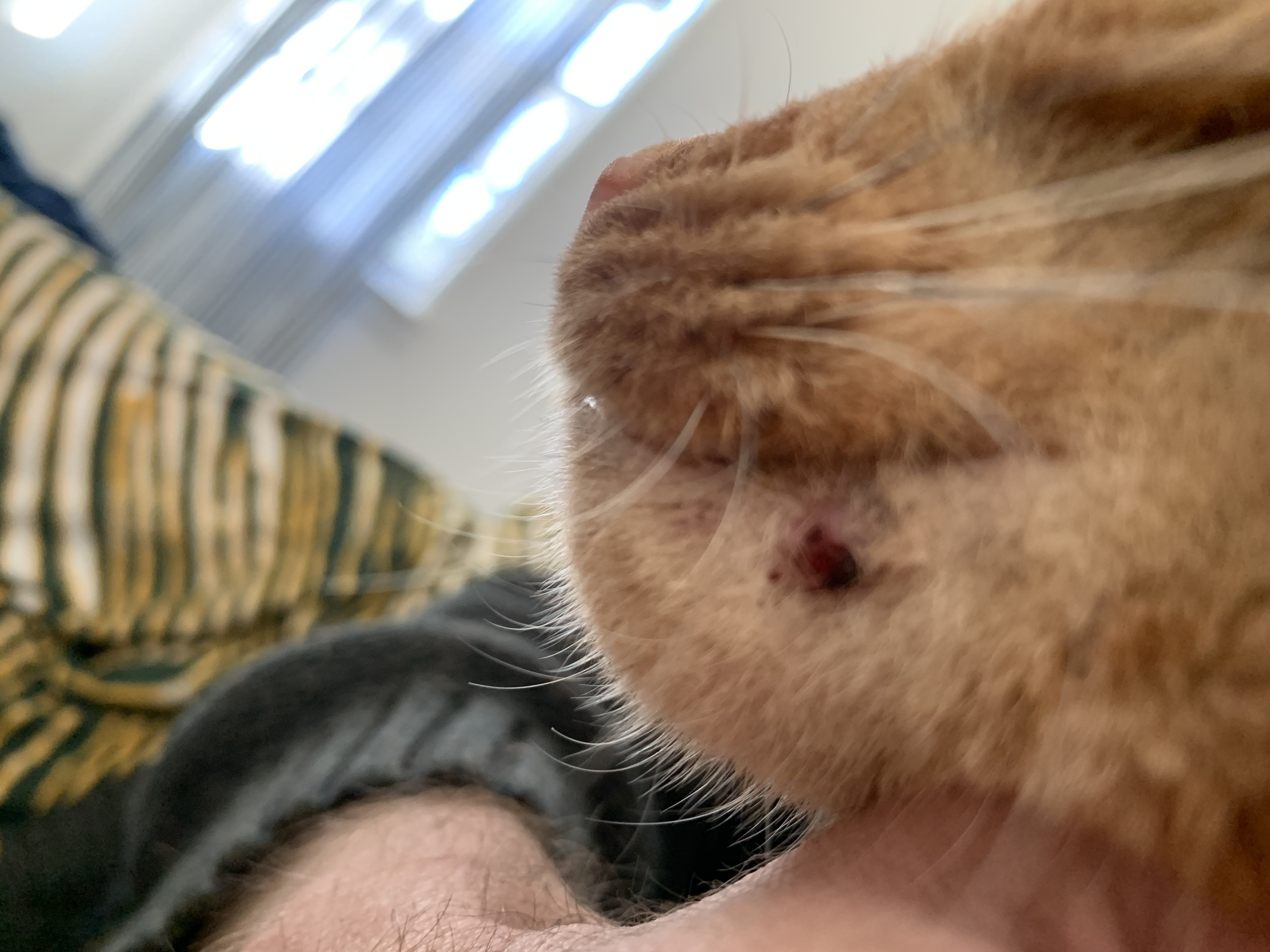 Is this cat acne or something else? TheCatSite