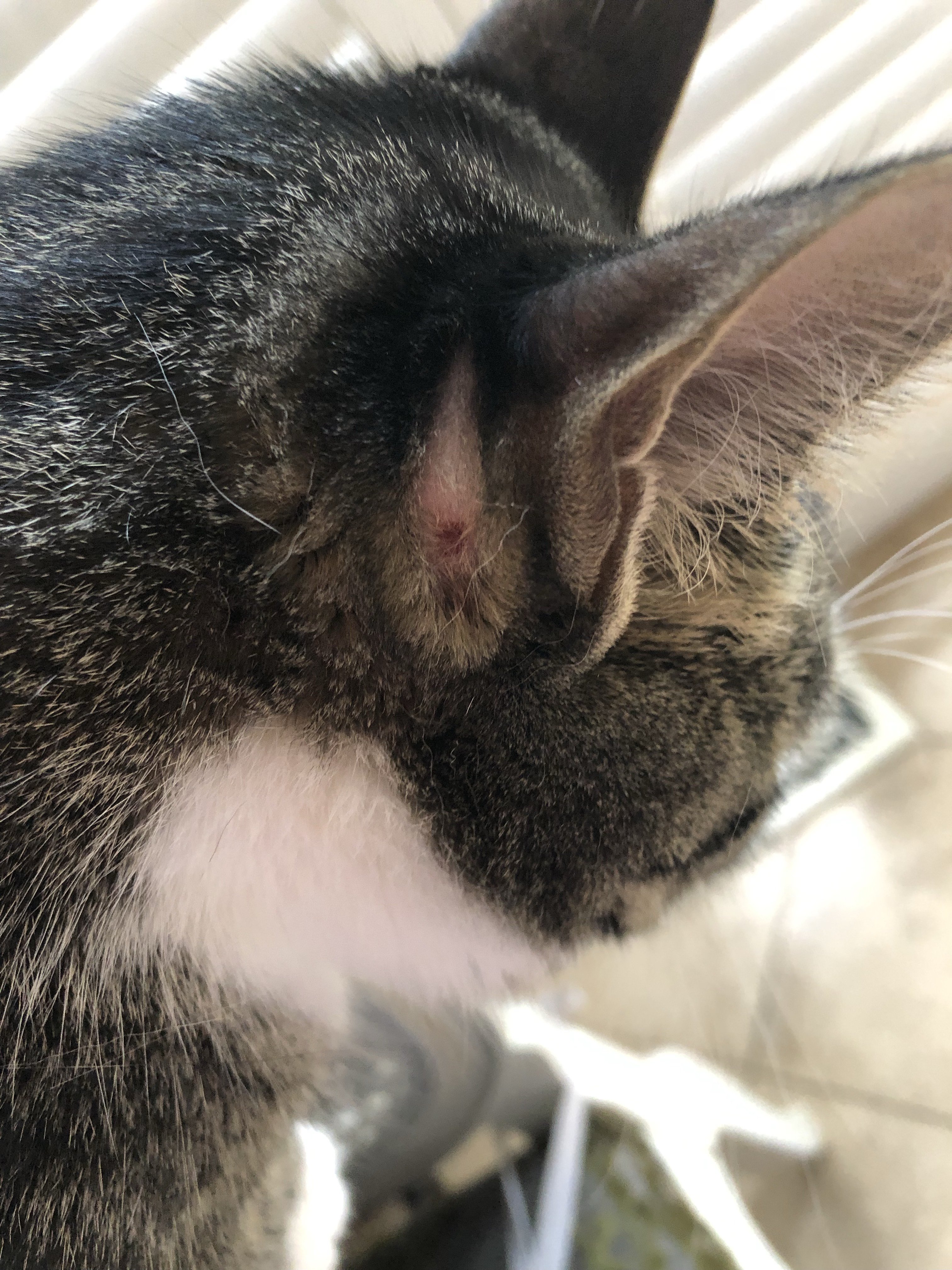 Wound Behind Cat's Ear. TheCatSite