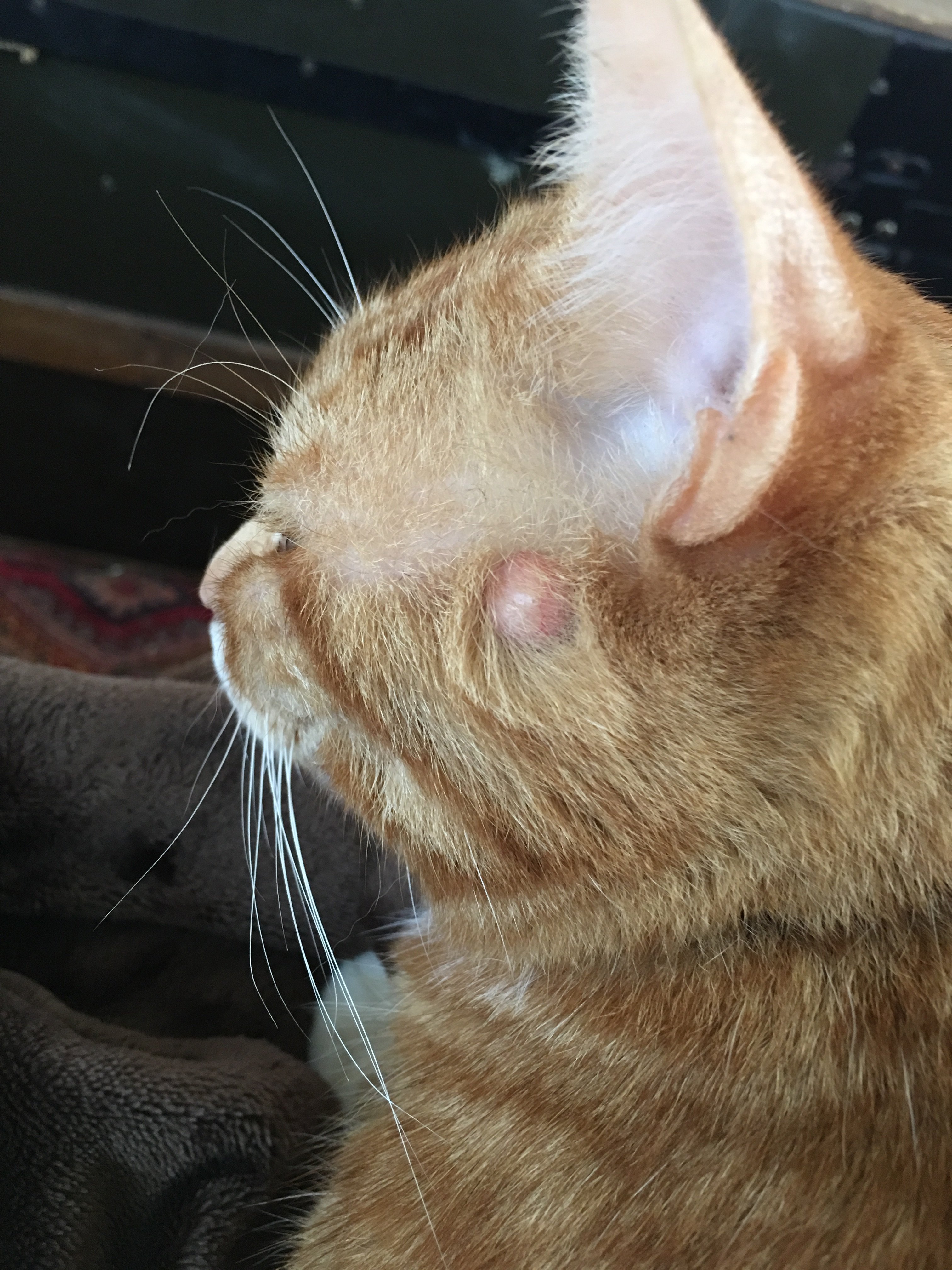 Help! What Is This Bump On Cats Head?? | TheCatSite