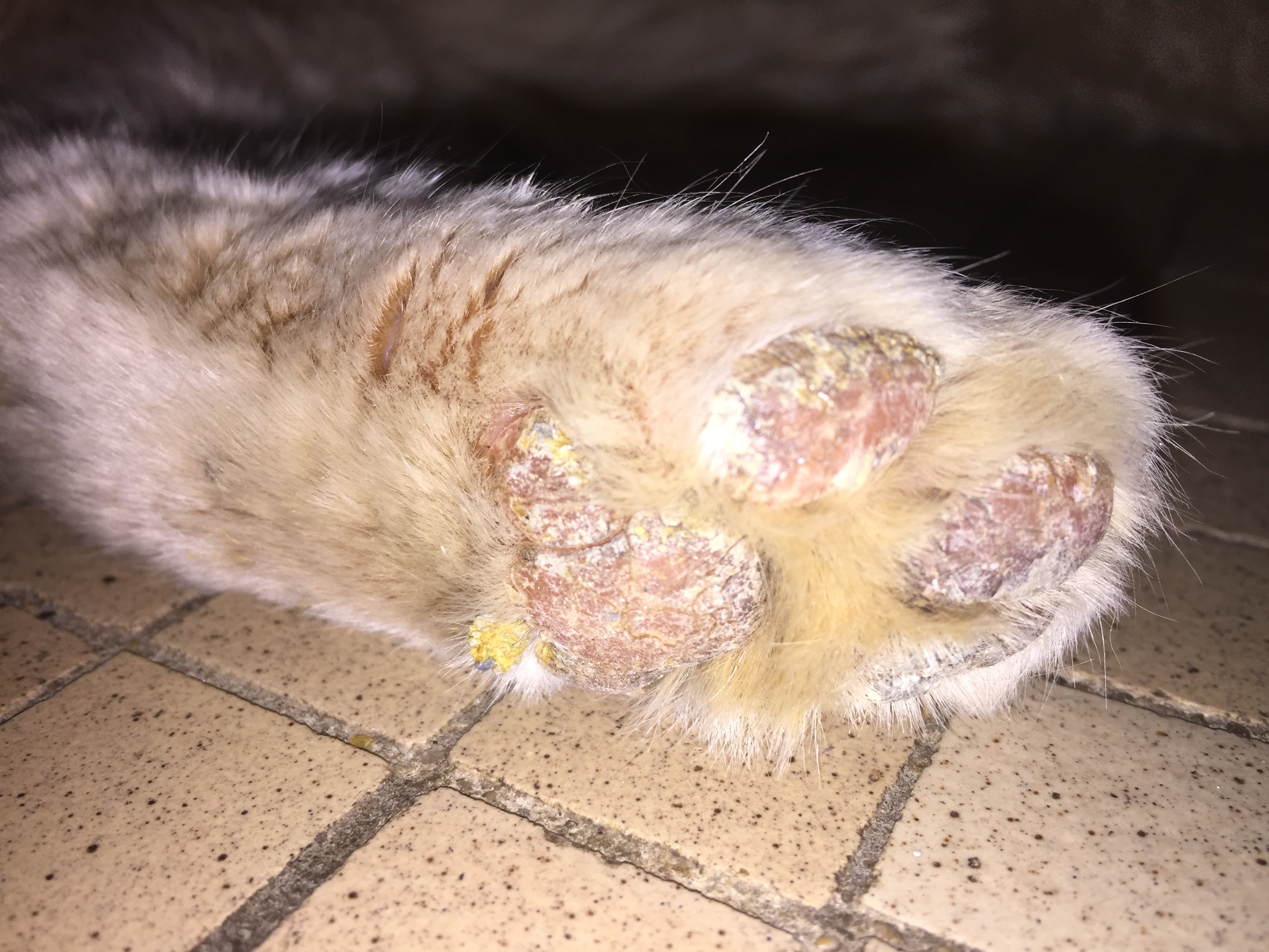 Adopted Cat Damaged Paws TheCatSite