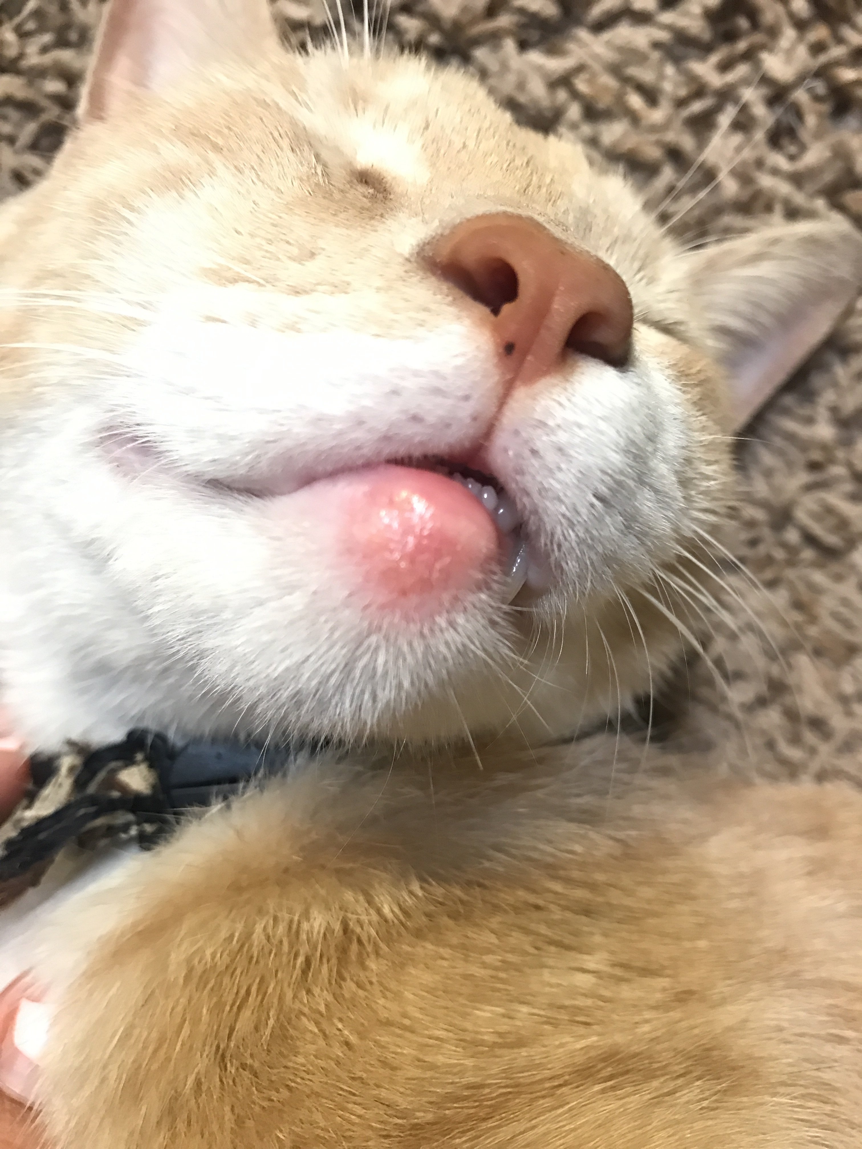 Cat has swollen lower lip (pictures included) Page 4 TheCatSite