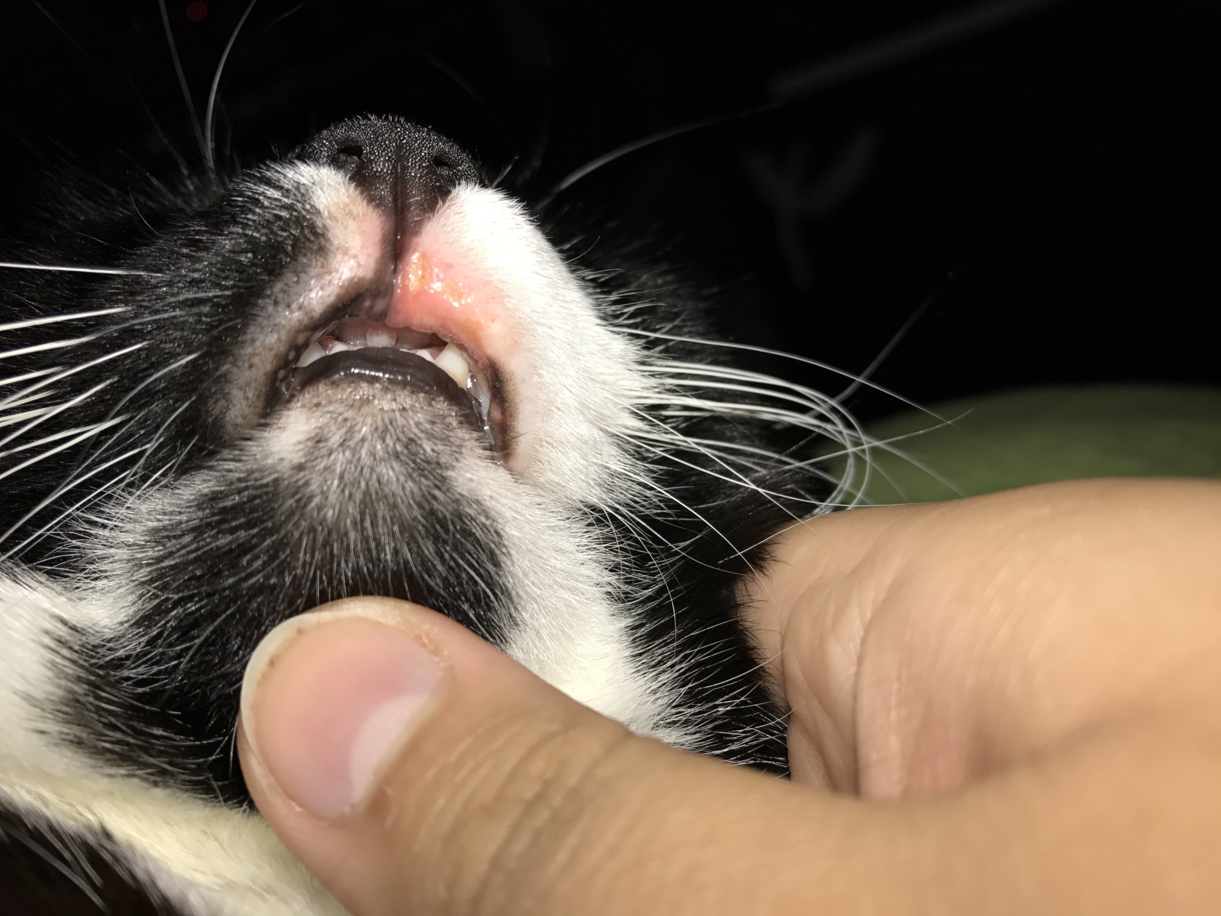 My Cat Has A Swollen And Red Upper Lip! TheCatSite
