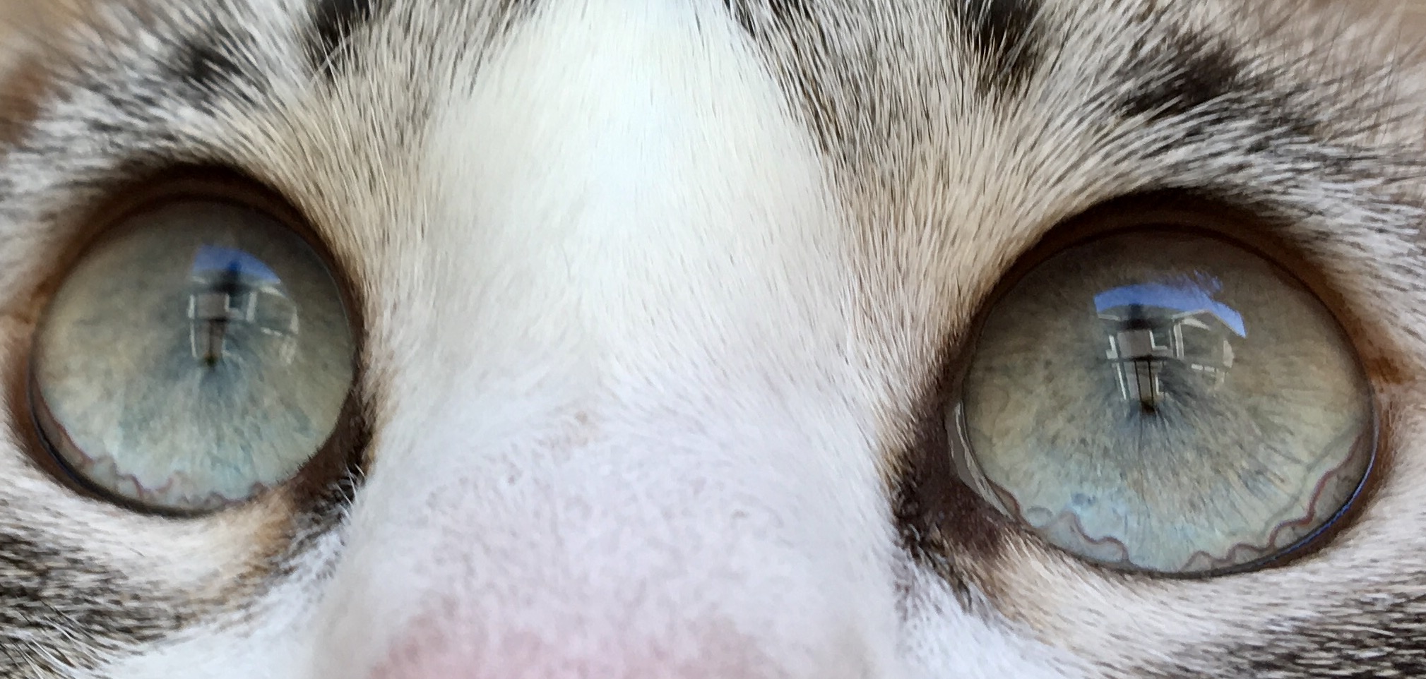 Squiggly Lines In My Cats Eyes, Are They Just Veins Or Something Else