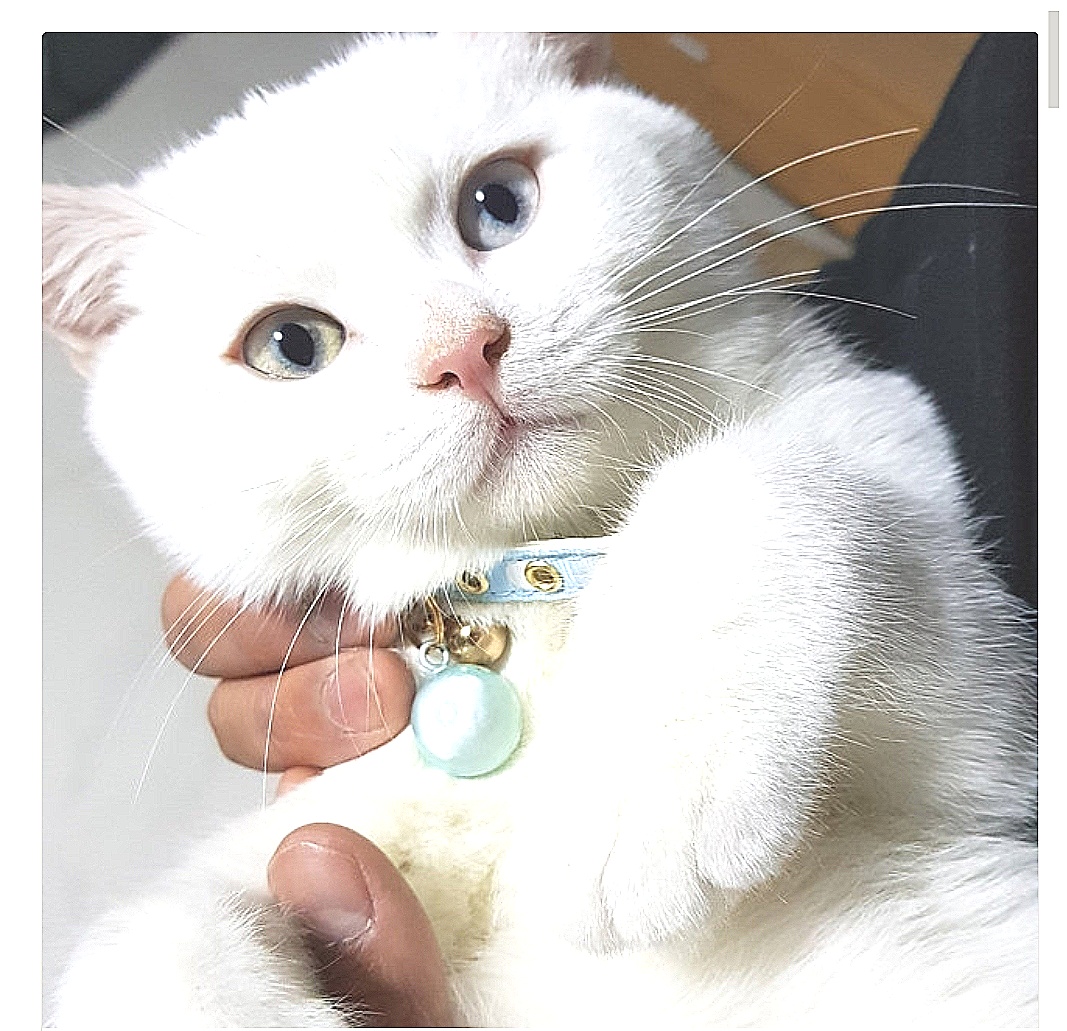 Do You Think My Kitten Is An Albino? TheCatSite
