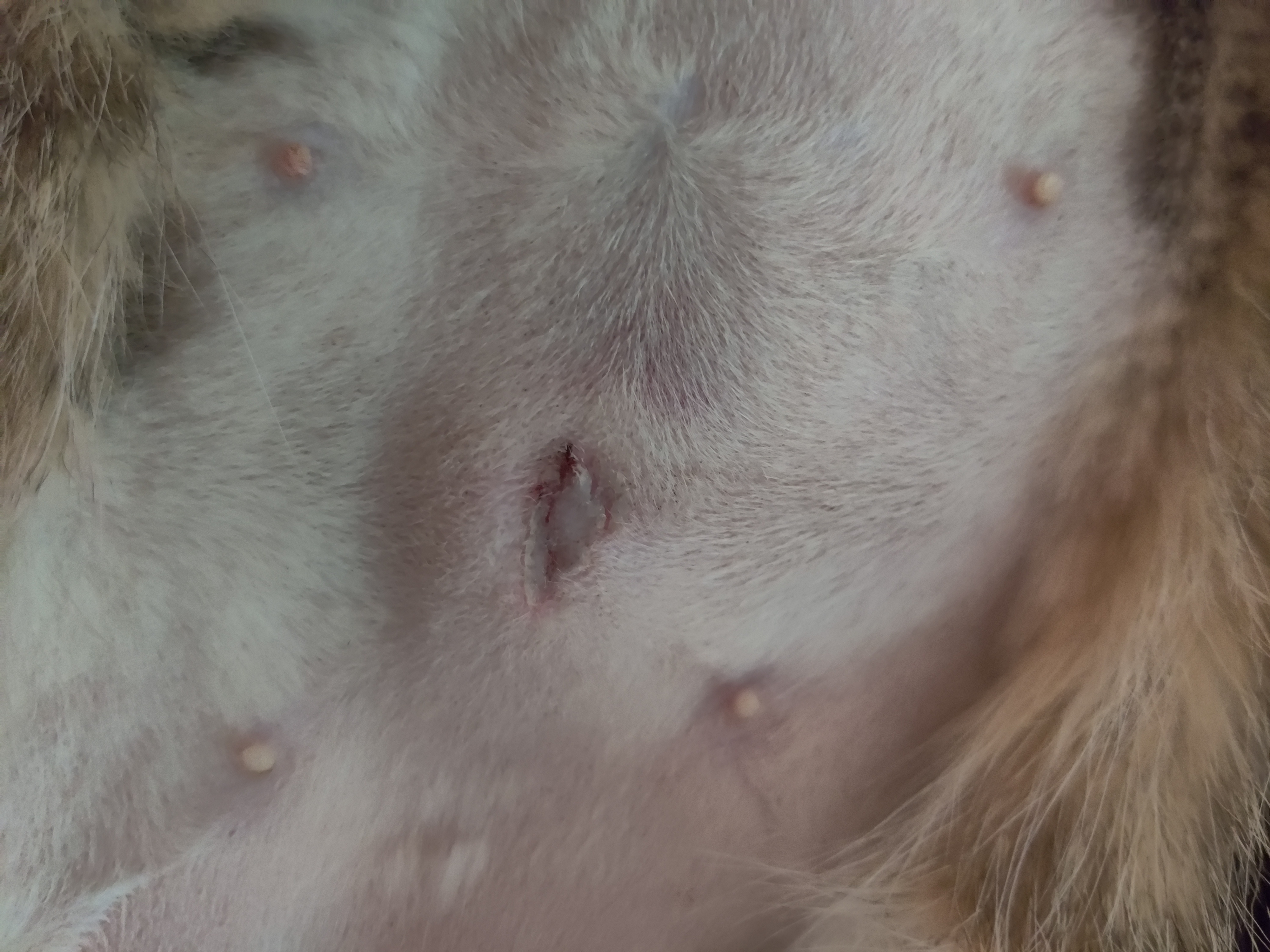 Cat Spay Incision Is this normal? TheCatSite