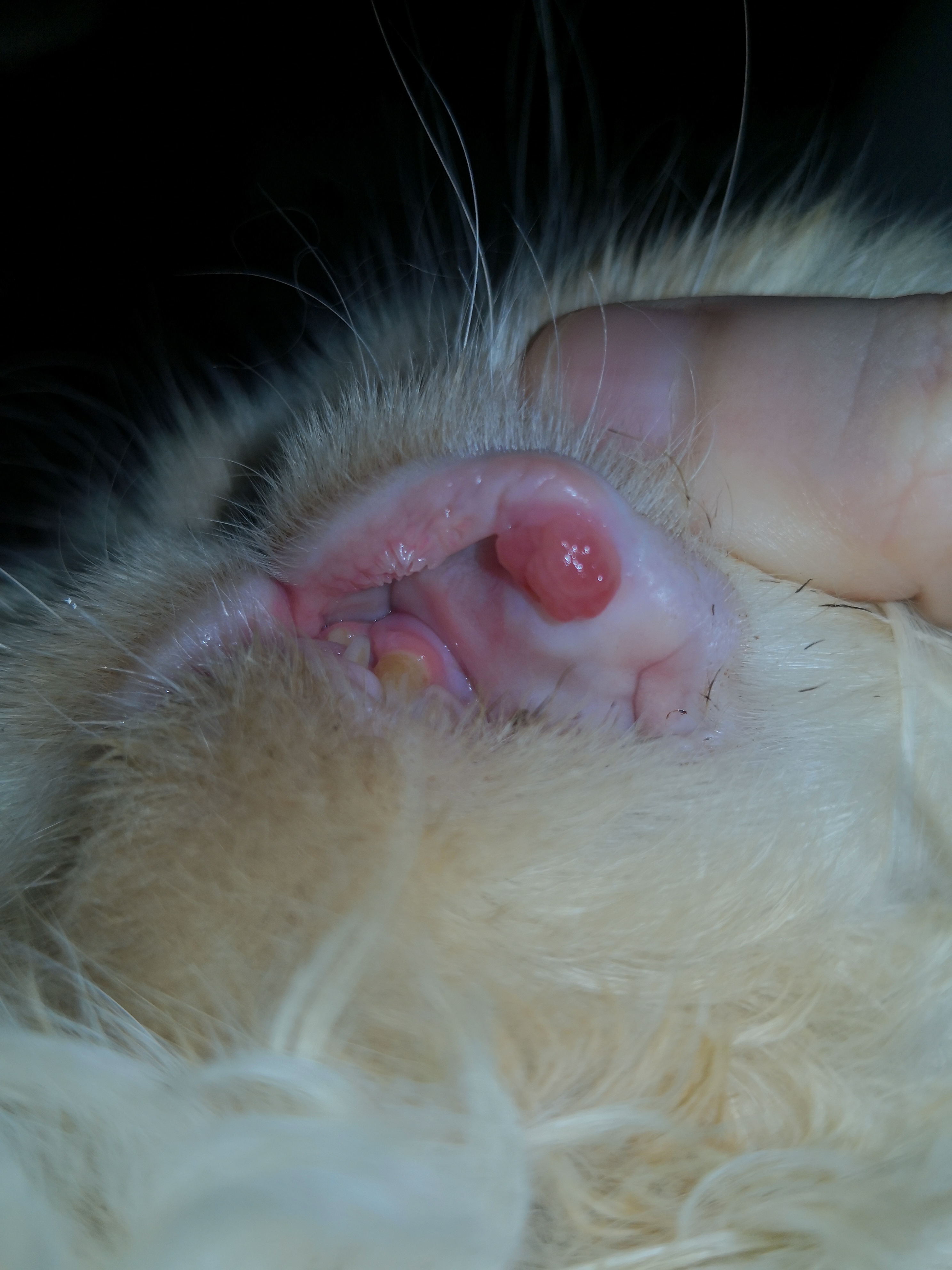 Cat has red bubble/swelling on gums TheCatSite