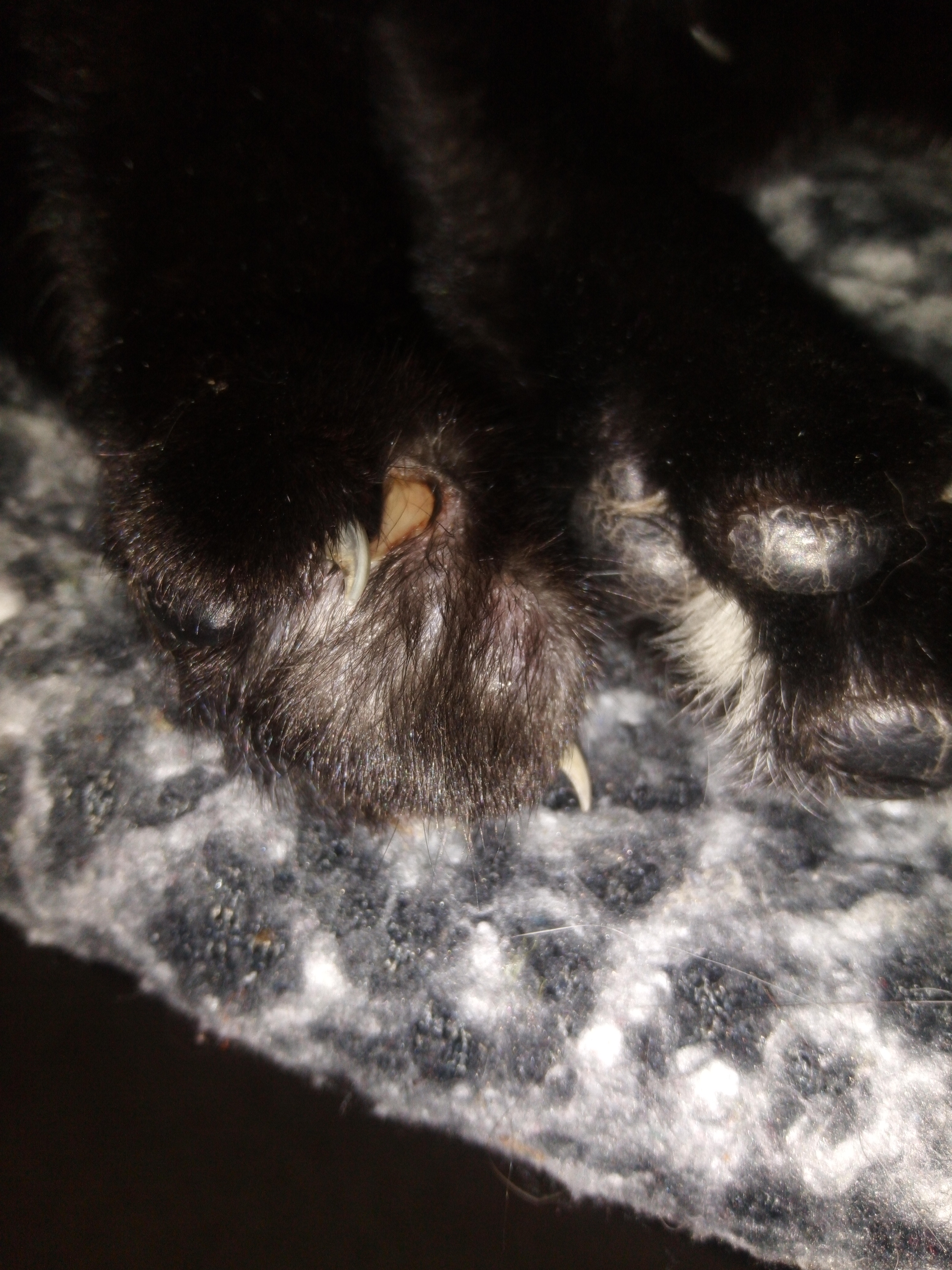 Peeling Paw/Pulled Claw (pics) TheCatSite