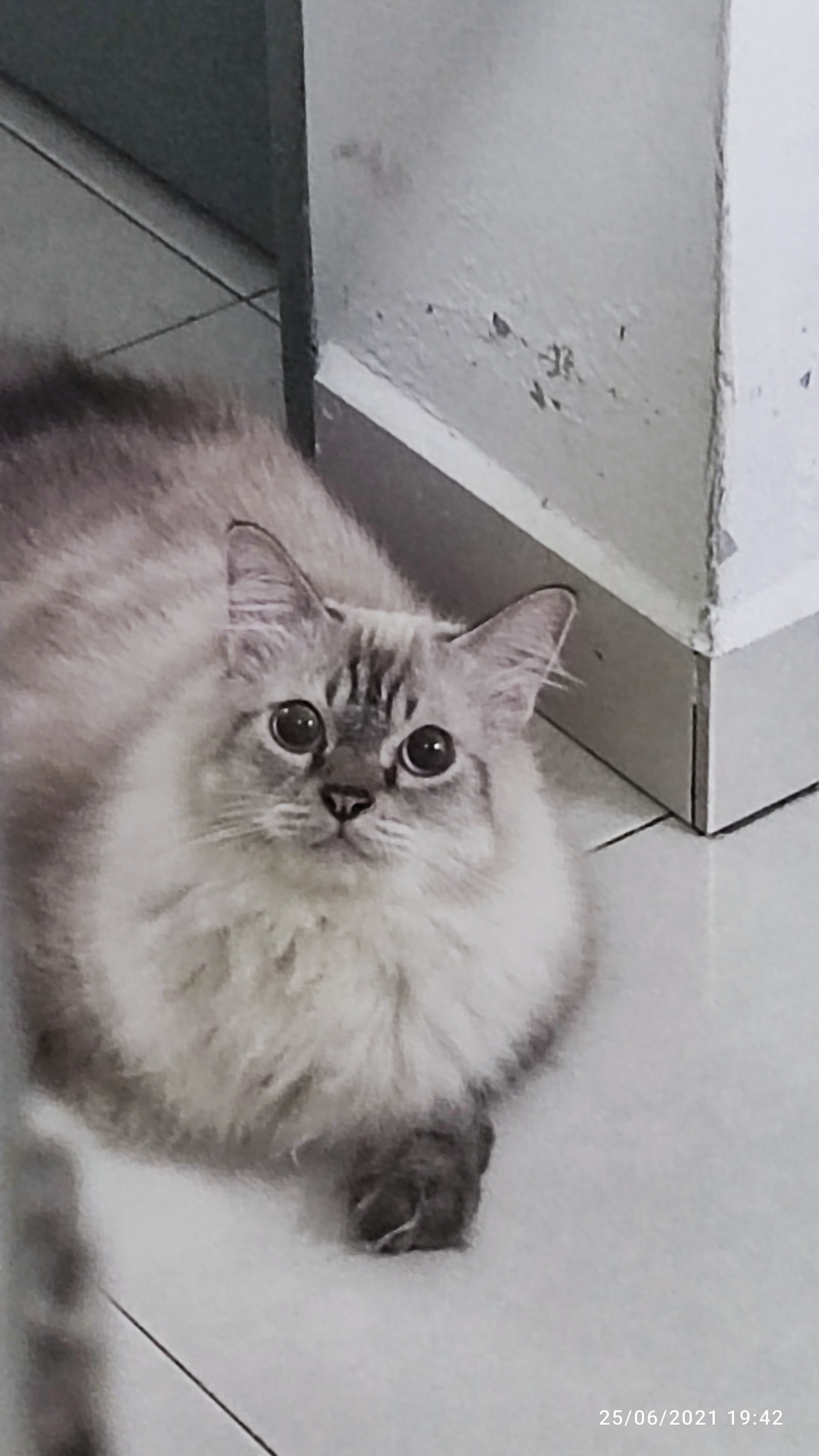 Is my cat mix persian breed? Can someone can tell me?  TheCatSite