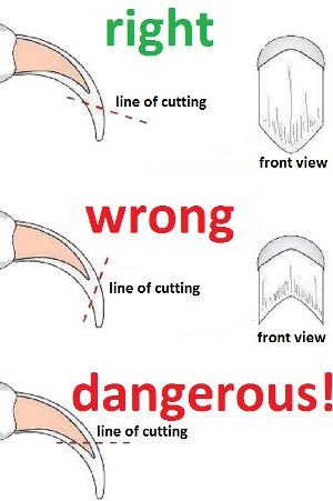 What is the correct angle to trim a cat's nail? | TheCatSite