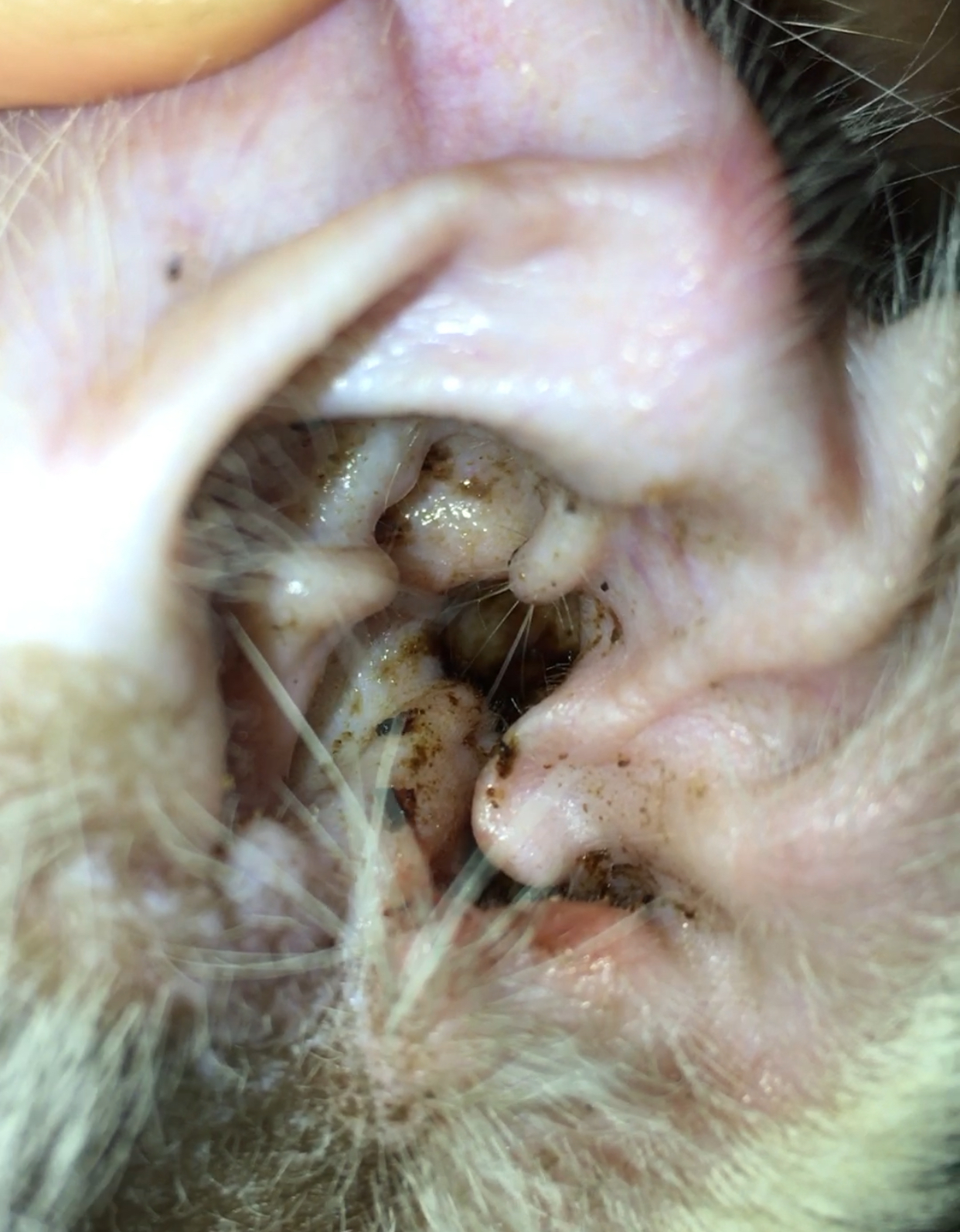 ear mites again. cat has oil discharge TheCatSite
