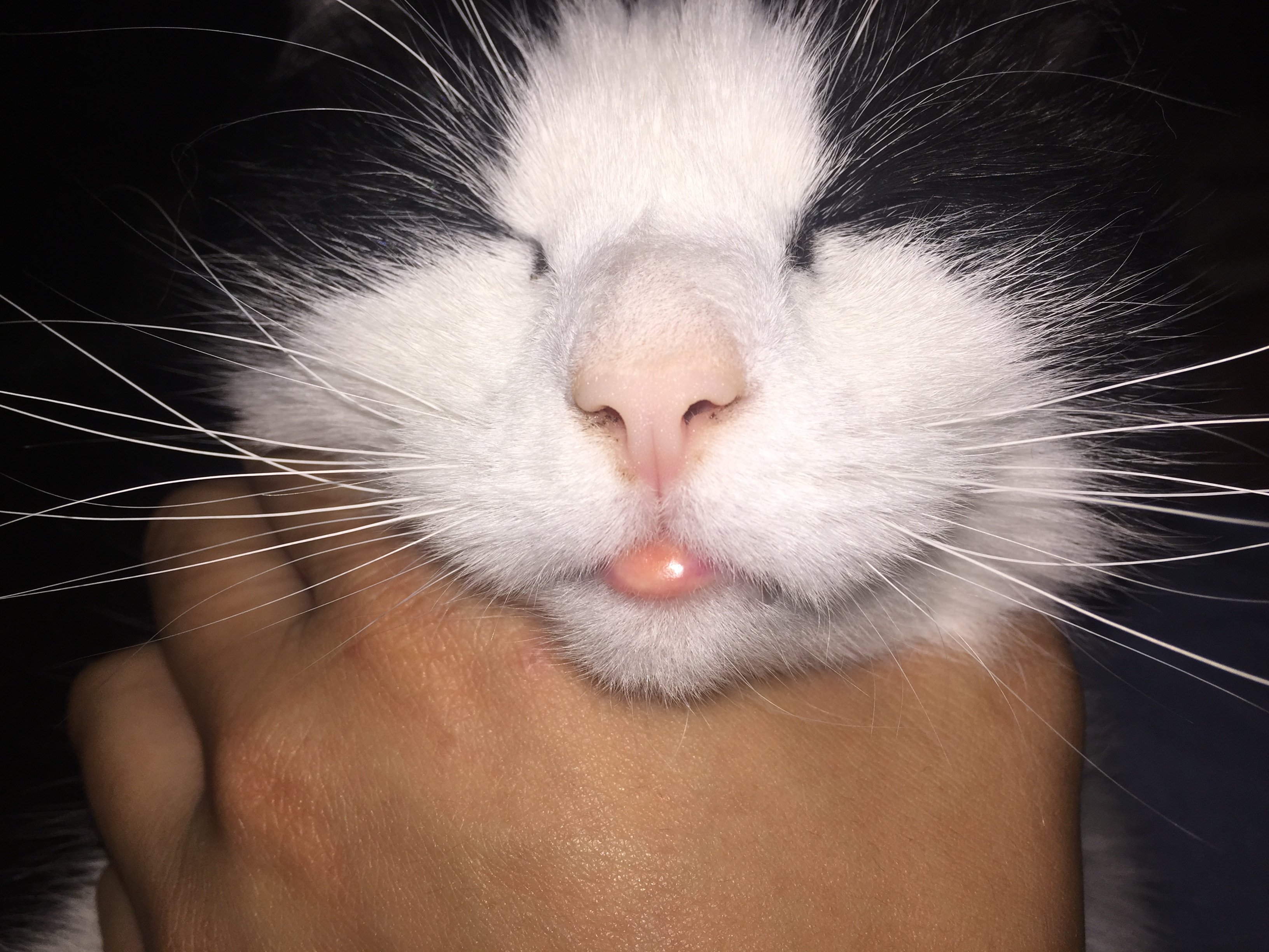 Swollen Bottom Lip! Please Advise If You Can... TheCatSite