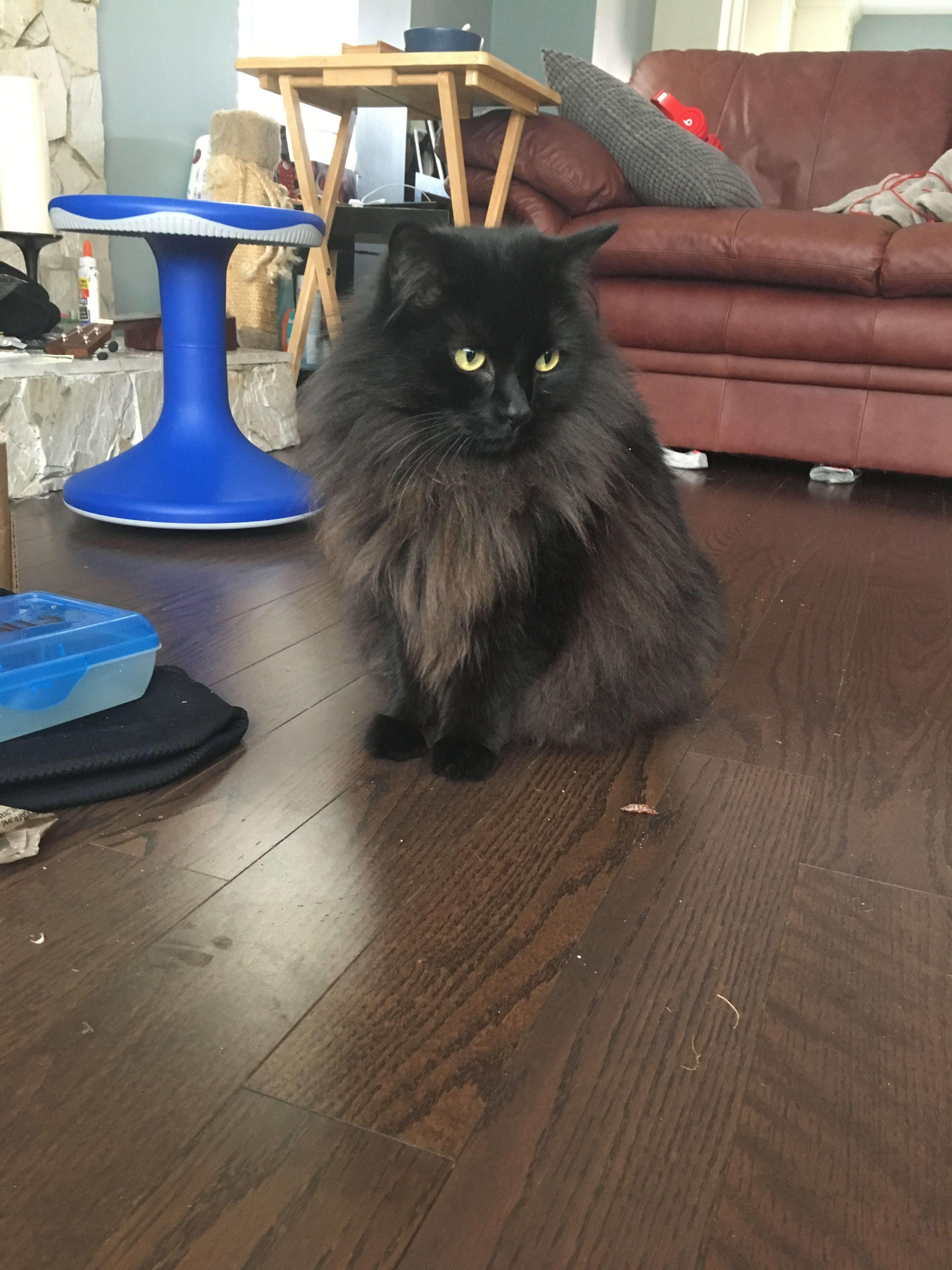 What Breed Is My Catblack Long Hair Skittles TheCatSite