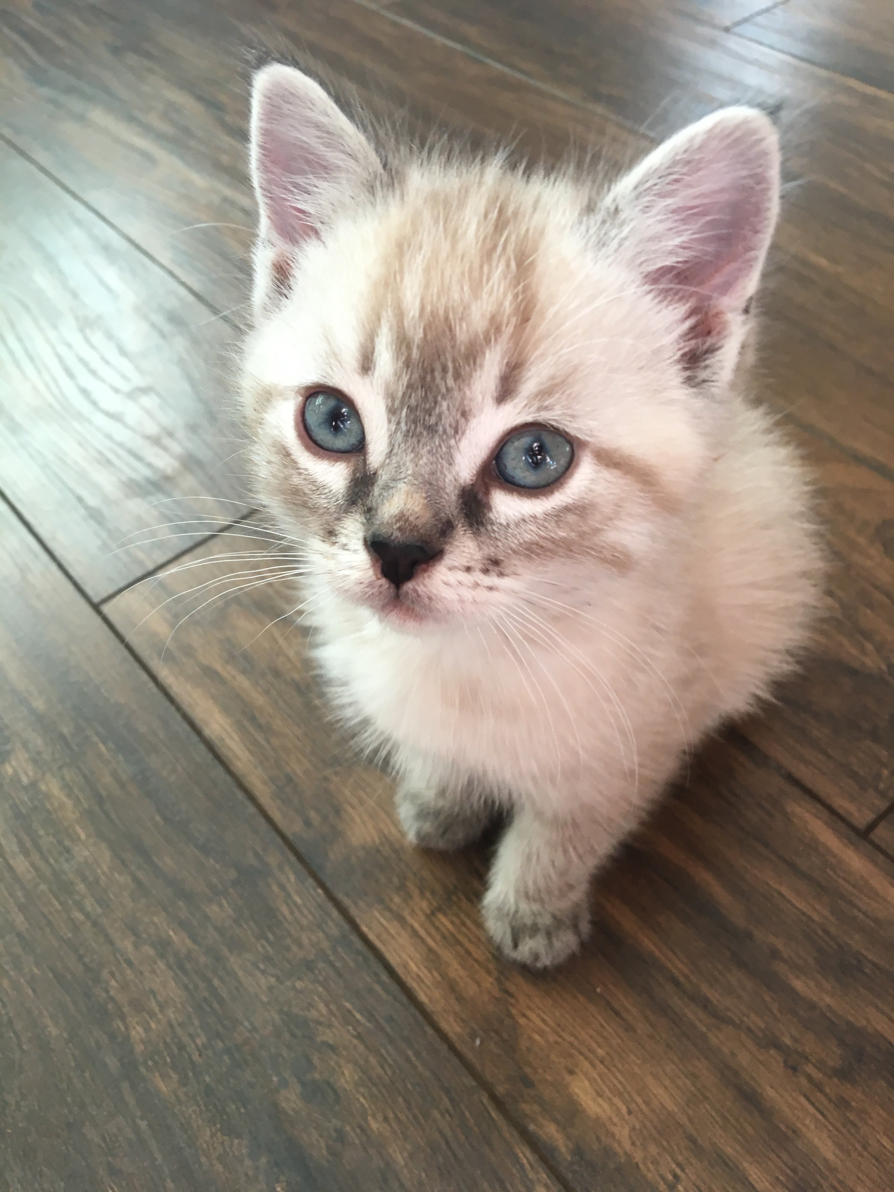 Does My Kitten Have Fever Coat? TheCatSite