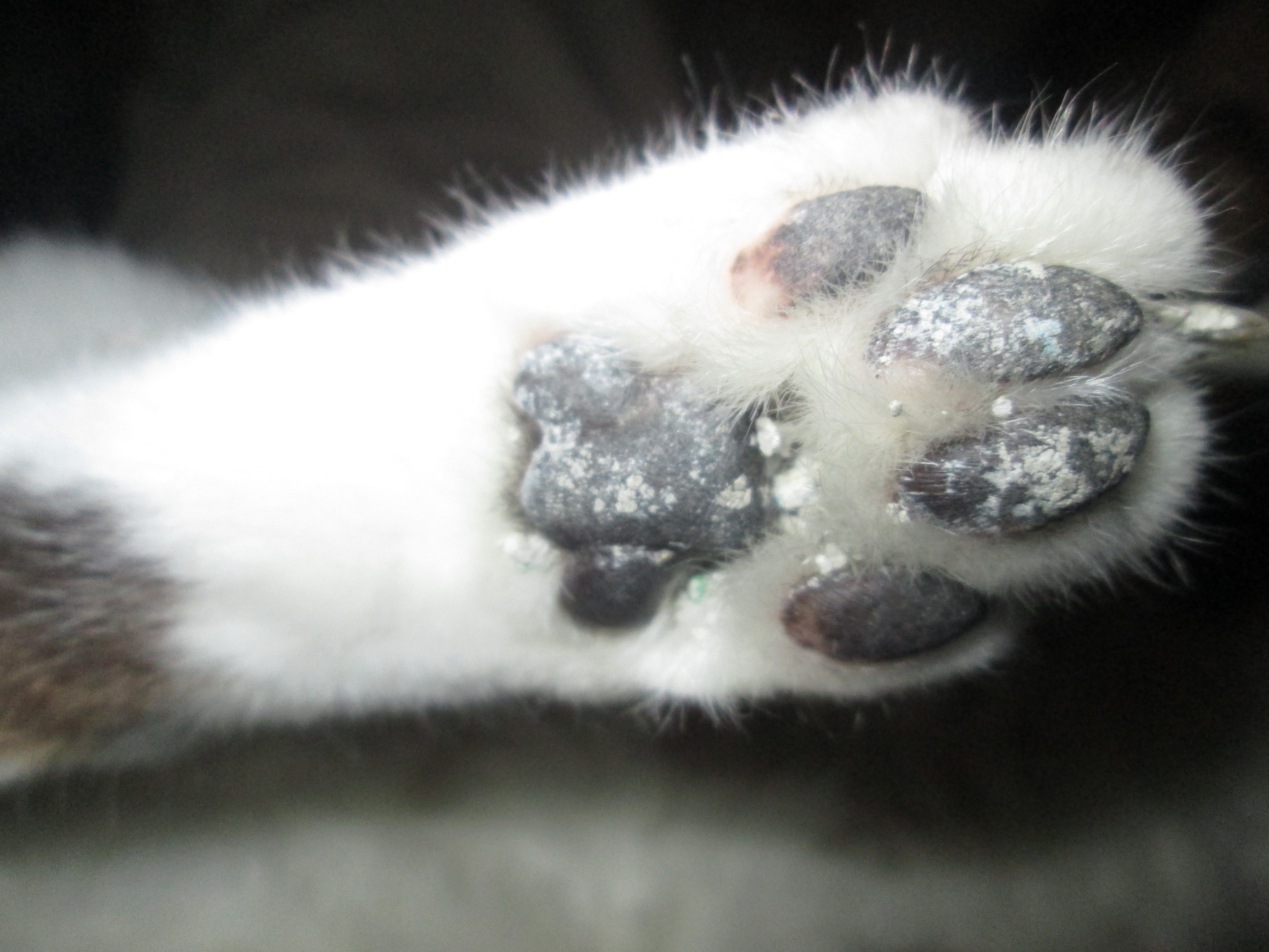 Something Growing On Cats Paw Thecatsite