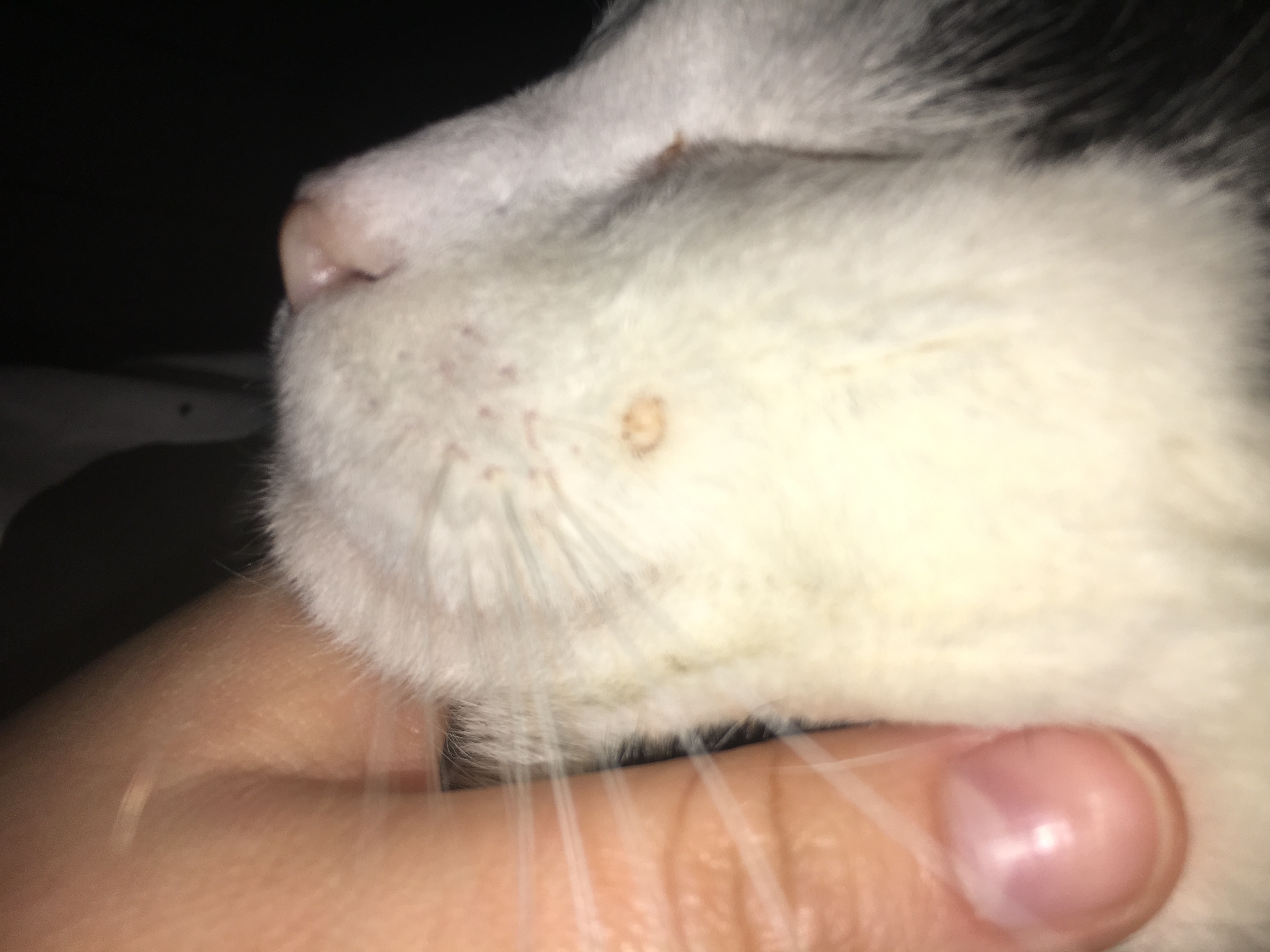 Cyst On Cats Face toxoplasmosis