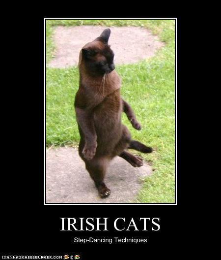 Irish_Cat.jpg