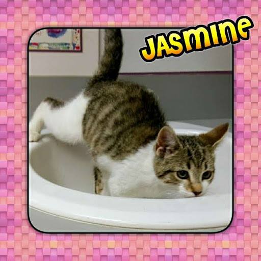 Jasmine 2.jpg