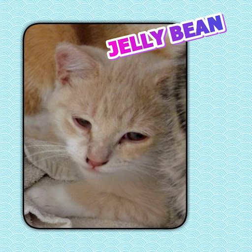 Jelly Bean 1.jpg