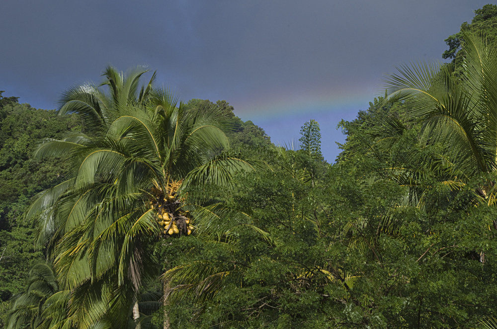 Jungle Rainbow.jpg