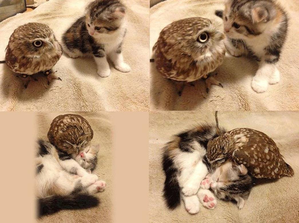 kitten and owl.jpg
