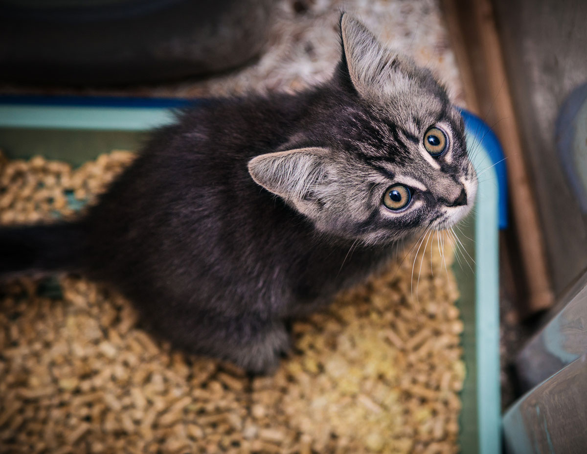 Kitten using the litter box