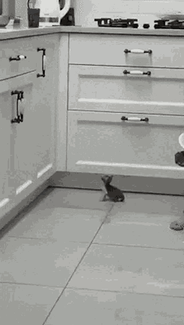 kitten-jump (1).gif